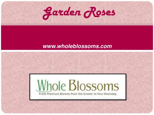 Bulk Garden Roses - www.wholeblossoms.com