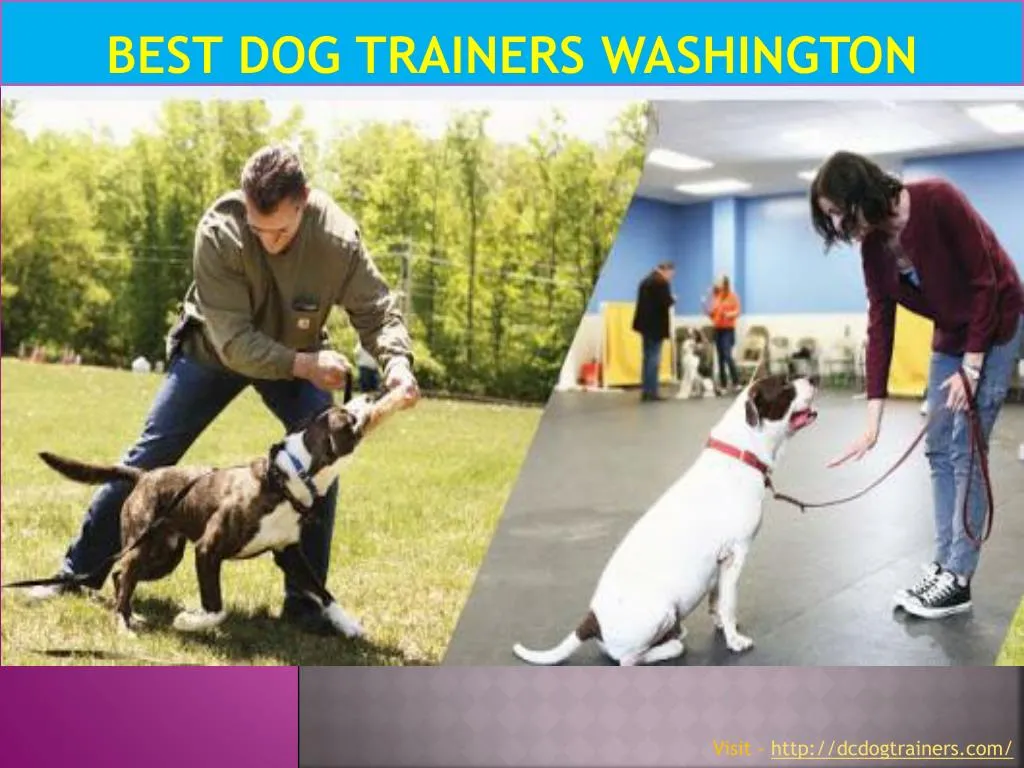 best dog trainers washington