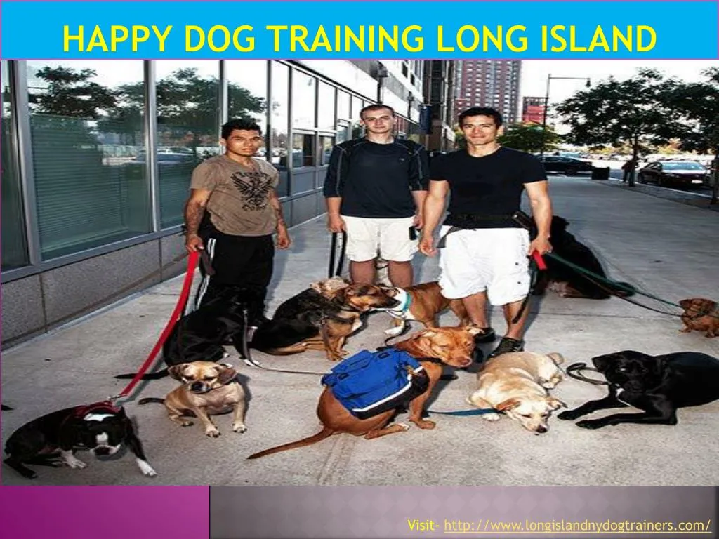 happy dog training long island