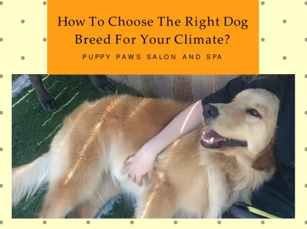 Choose The Right Dog Breed For Your Climate