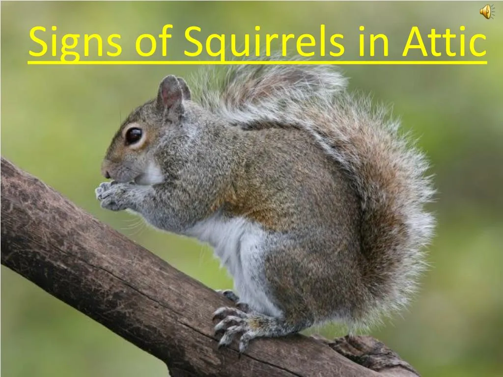 signs of squirrels in attic