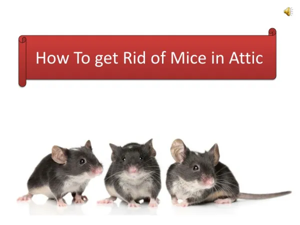 How To Get Rid of Mice in Attic