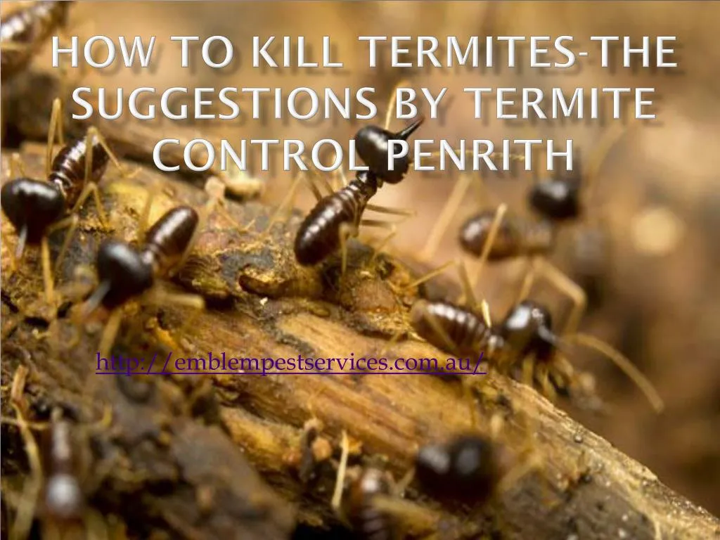how to kill termites the suggestions by termite control penrith