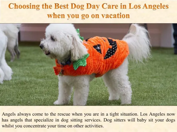 Ch????ng the B??t Dog Day Care in L?? Ang?l?? when you go on v???t??n