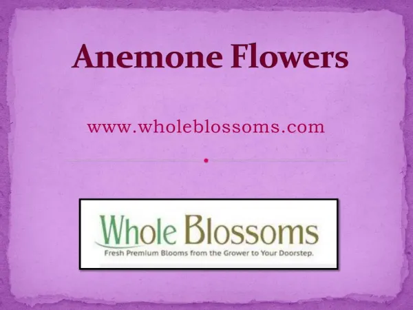 Anemones Flowers for Sale - www.wholeblossoms.com