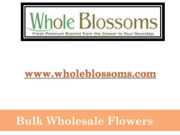 Bulk Wholesale Flowers - www.wholeblossoms.com
