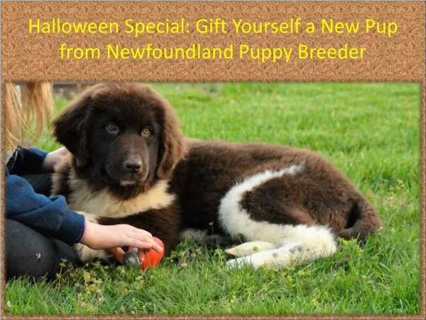 Halloween Special: Gift Yourself a New Pup from Newfoundland Puppy Breeder