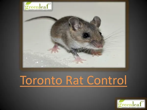 Toronto rat control