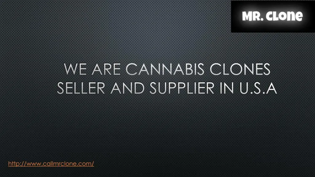 we are cannabis clones seller and supplier in u s a