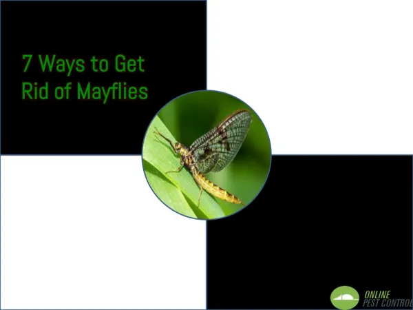 7 Ways to Get Rid of Mayflies