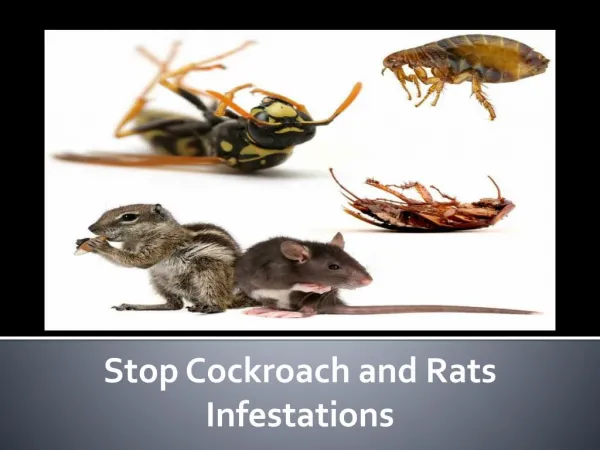 Stop Cockroach and Rats Infestations