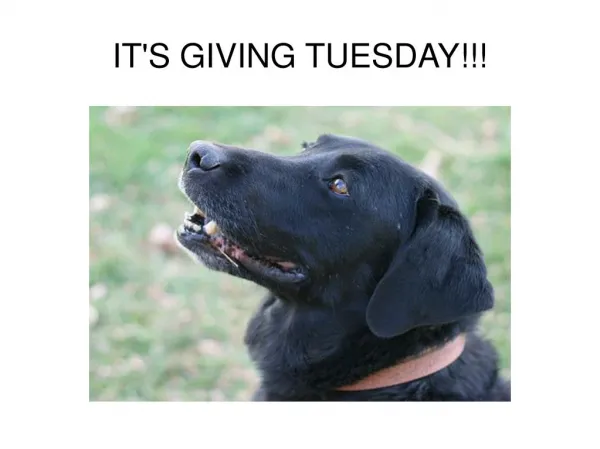 IT'S GIVING TUESDAY!!!