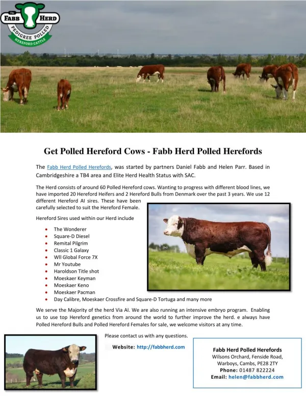 Get Polled Hereford Cows - Fabb Herd Polled Herefords