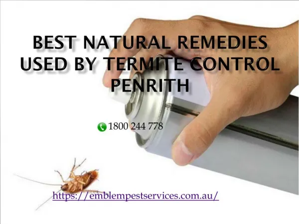 Best Natural Remedies Used by Termite Control Penrith