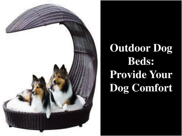 Outdoor Dog Beds: Provide Your Dog Comfort