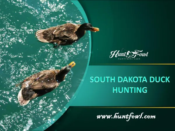 South Dakota Duck Hunting - Huntfowl