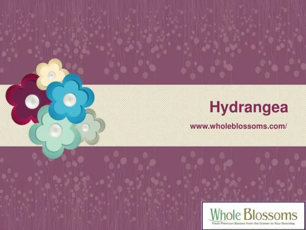 Wholesale Hydrangeas - www.wholeblossoms.com