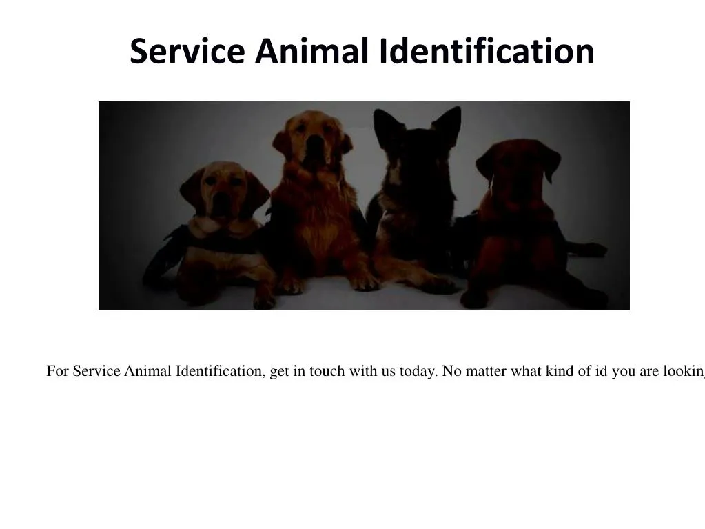 service animal identification