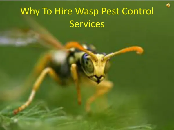 Why To Hire Wasp Pest Control Services
