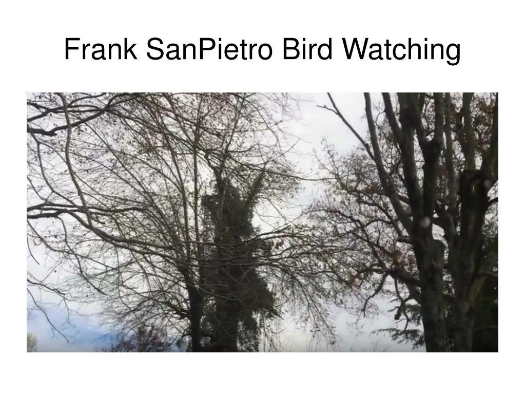 frank sanpietro bird watching