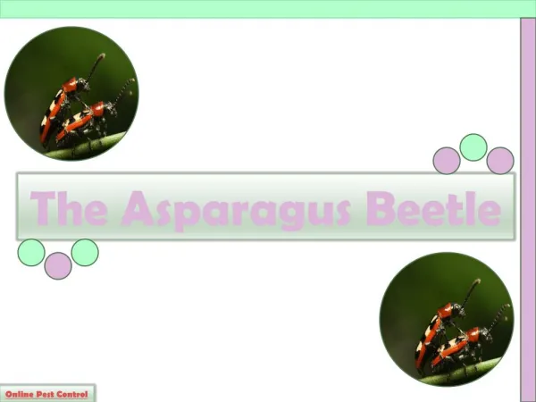 The Asparagus Beetle