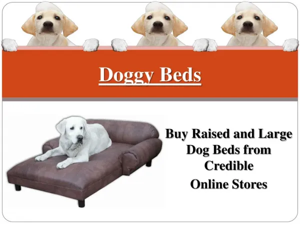 Buy Raised and Large Dog Beds from Credible Online Stores