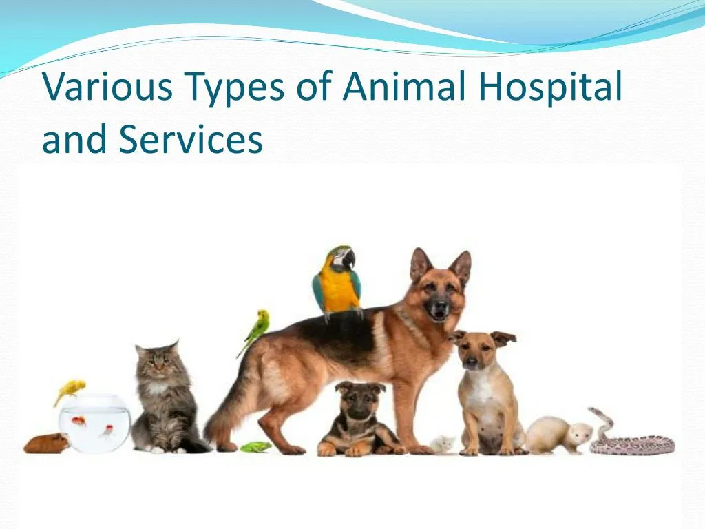 various t ypes of animal h ospital and services