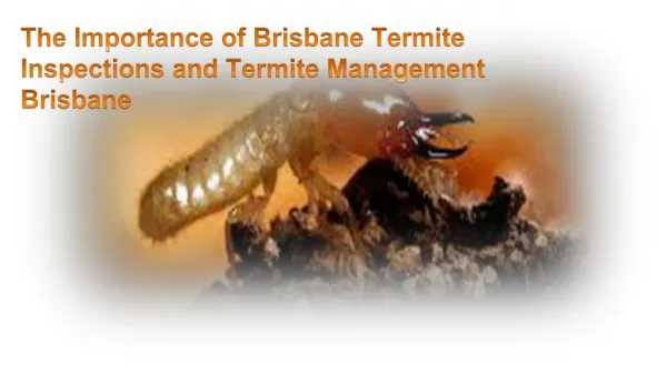 The Importance of Brisbane Termite Inspections and Termite Management Brisbane