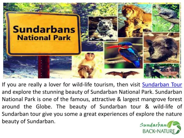 Offer Superb & Affordable Sundarban Tour Package
