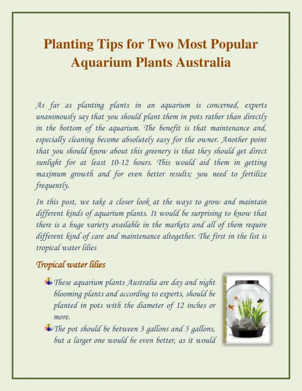Popular Aquarium Plants in Australia