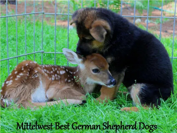 JulieMittelwest - Mittelwest Best German Shepherd Dogs