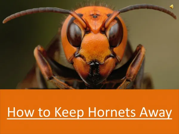 How To Keep Hornets Away