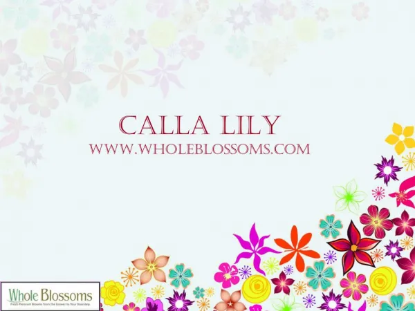 Order Calla Lilies - www.wholeblossoms.com