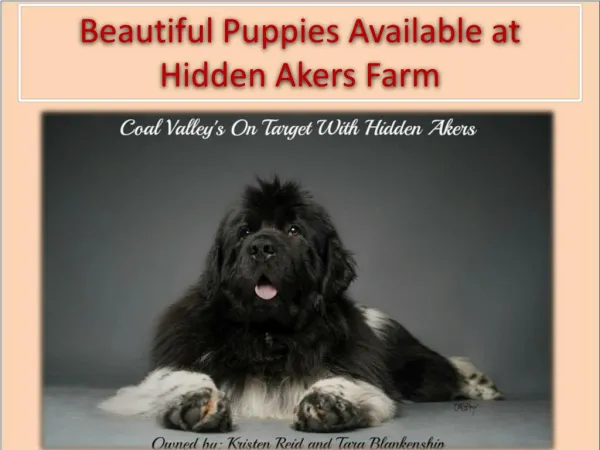 Beautiful Puppies Available at Hidden Akers Farm