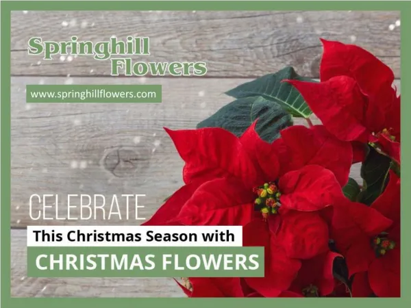 Different Types of Christmas Flowers