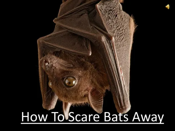 How To Scare Bats Away