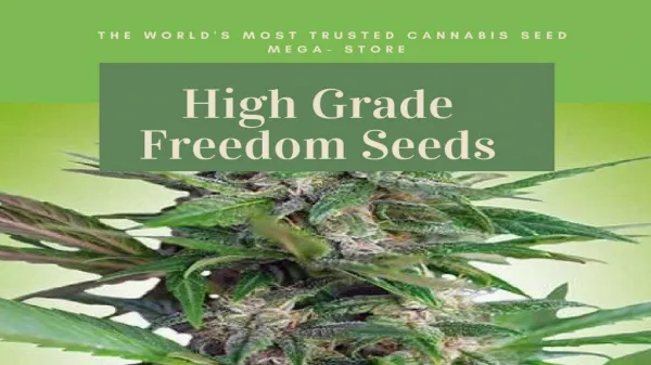 High Grade Freedom seeds
