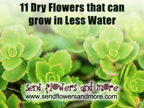 11 dry flowers that can grow in less water