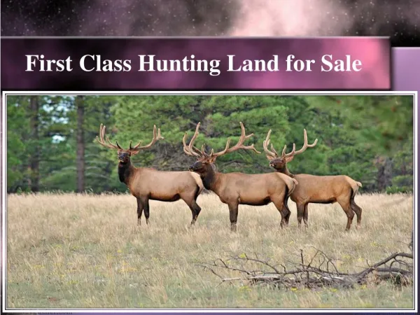 First Class Hunting Land for Sale