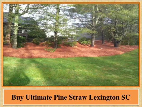 Buy Ultimate Pine Straw Lexington SC