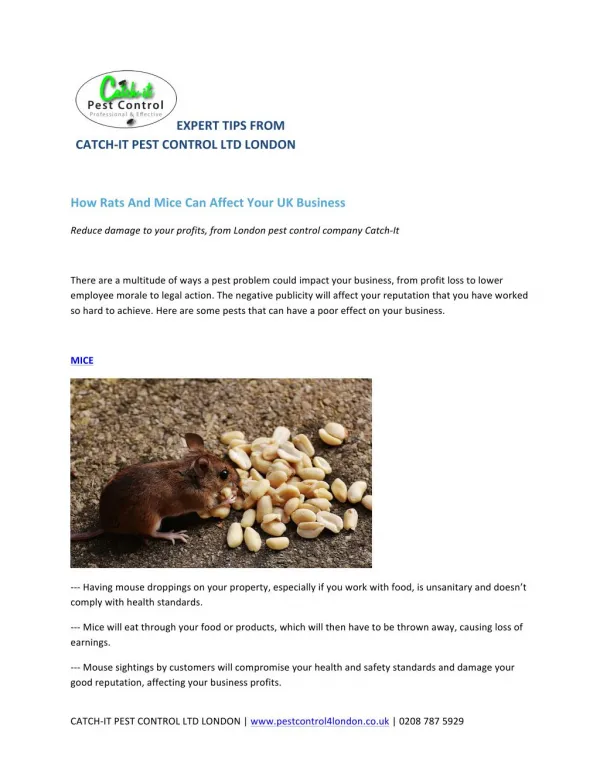 How Rats And Mice Can Affect Your UK Business