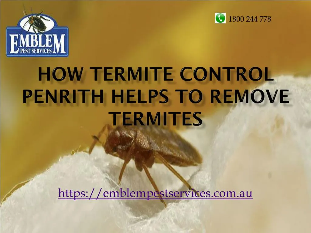 how termite control penrith helps to remove termites