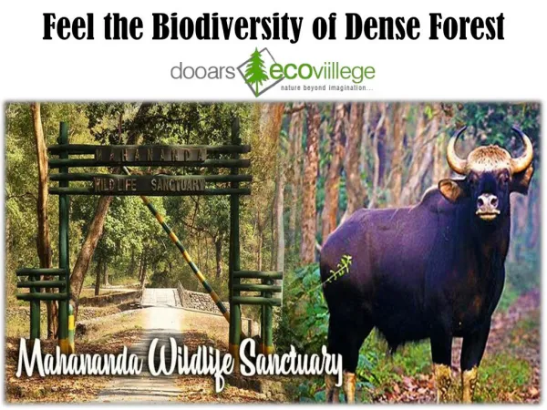 Feel the Biodiversity of Dense Forest