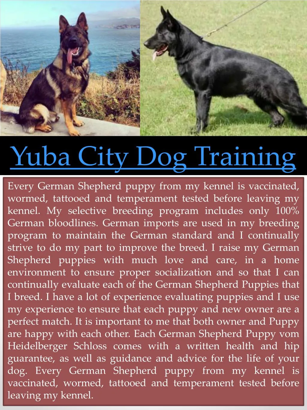 yuba city dog training