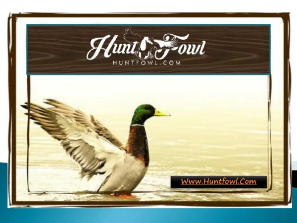 Guided Duck Hunts - Huntfowl