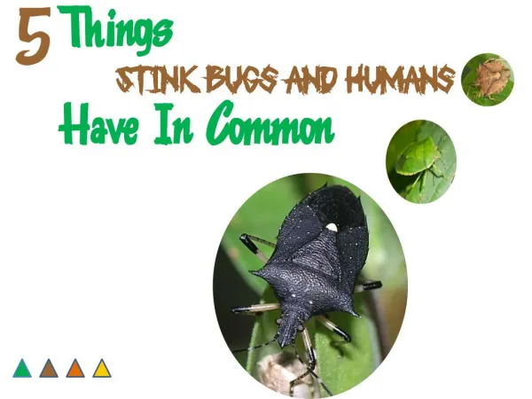 5 Things Stink Bugs and Humans Have In Common