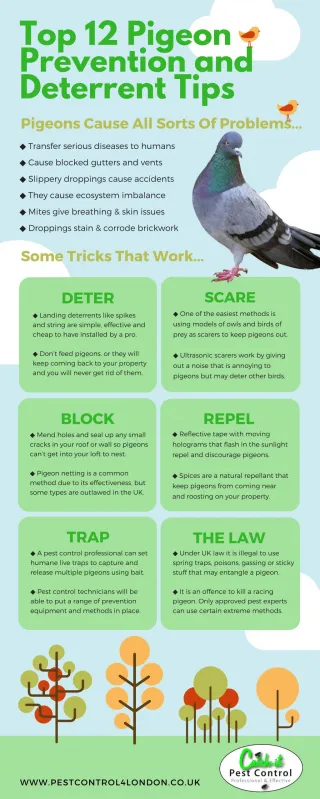 The best pigeon prevention and deterrent tips - slide 1