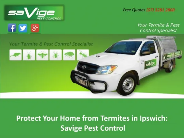 Protect Your Home from Termites in Ipswich: Savige Pest Control