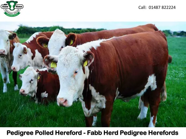 Pedigree Polled Hereford - Fabb Herd Pedigree Herefords