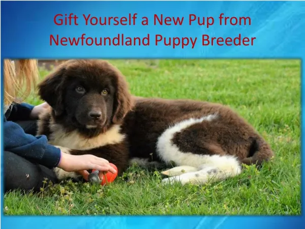 Gift Yourself a New Pup from Newfoundland Puppy Breeder